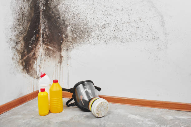 Best Basement Mold Remediation in Fulton, KY